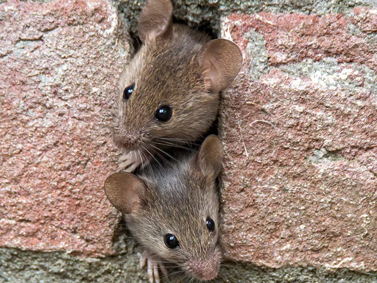 House mouse caught near a kitchen baseboard gap in a Plano, TX home