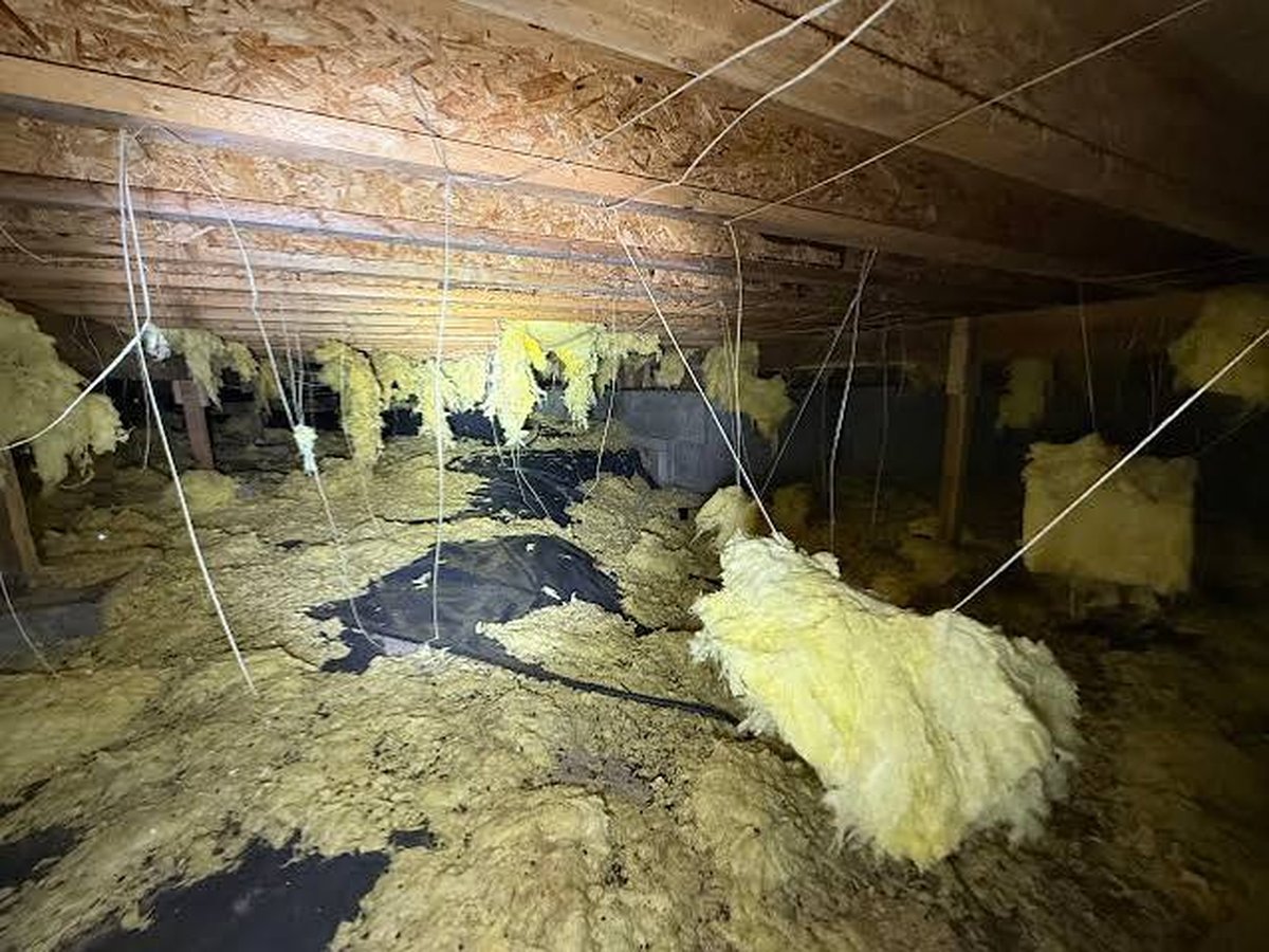 Technician inspecting attic insulation for rodent damage in a Plano, TX home